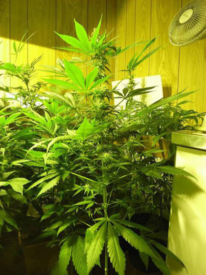 Mr. Nice Seeds - NHS - National Health Service (reg.)