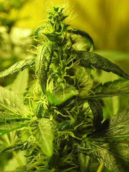 Mr. Nice Seeds - NHS - National Health Service (reg.)