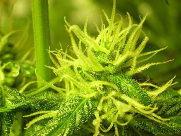Mr. Nice Seeds - NHS - National Health Service (reg.)