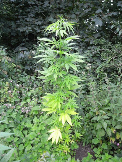 Mr. Nice Seeds - NHS - National Health Service (reg.)