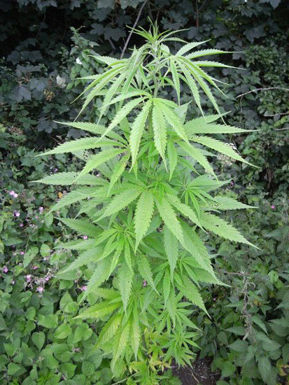 Mr. Nice Seeds - NHS - National Health Service (reg.)