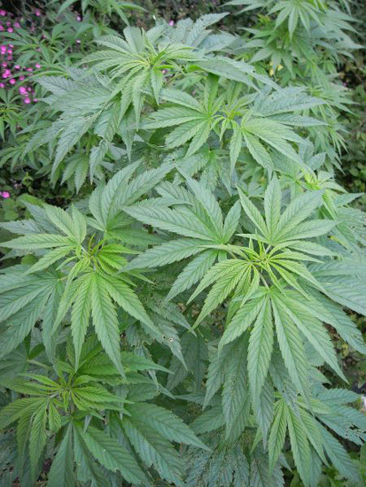 Mr. Nice Seeds - NHS - National Health Service (reg.)