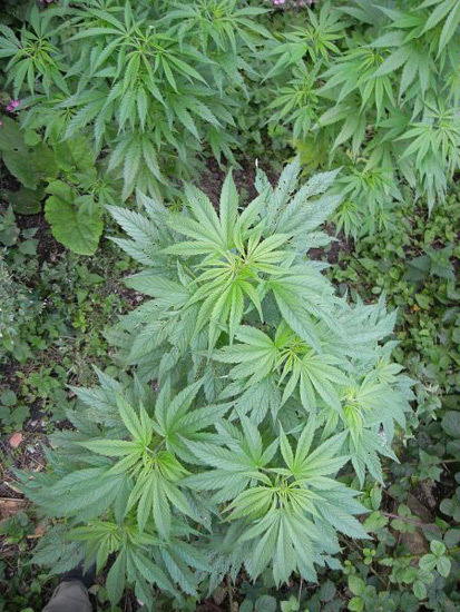 Mr. Nice Seeds - NHS - National Health Service (reg.)