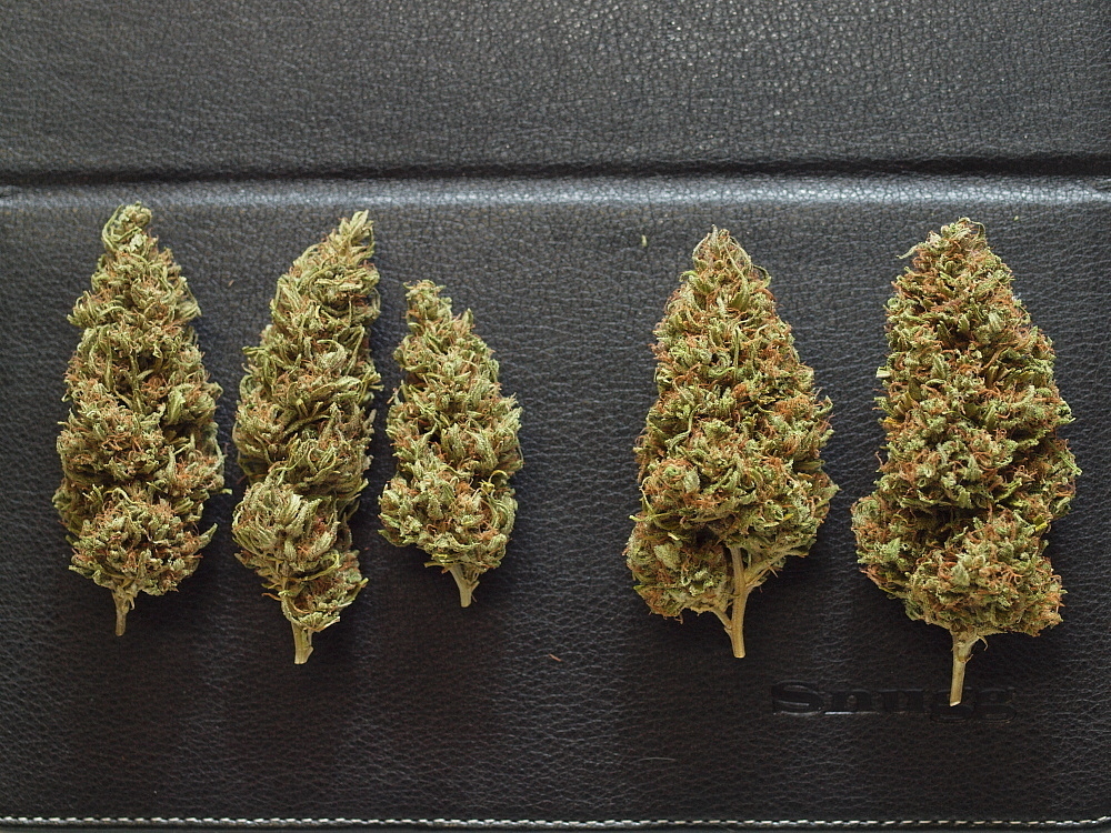 Mr. Nice Seeds - NL5 x Haze (reg.)