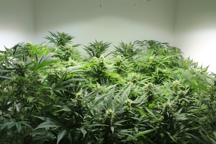 Mr. Nice Seeds - Nordle (reg.)