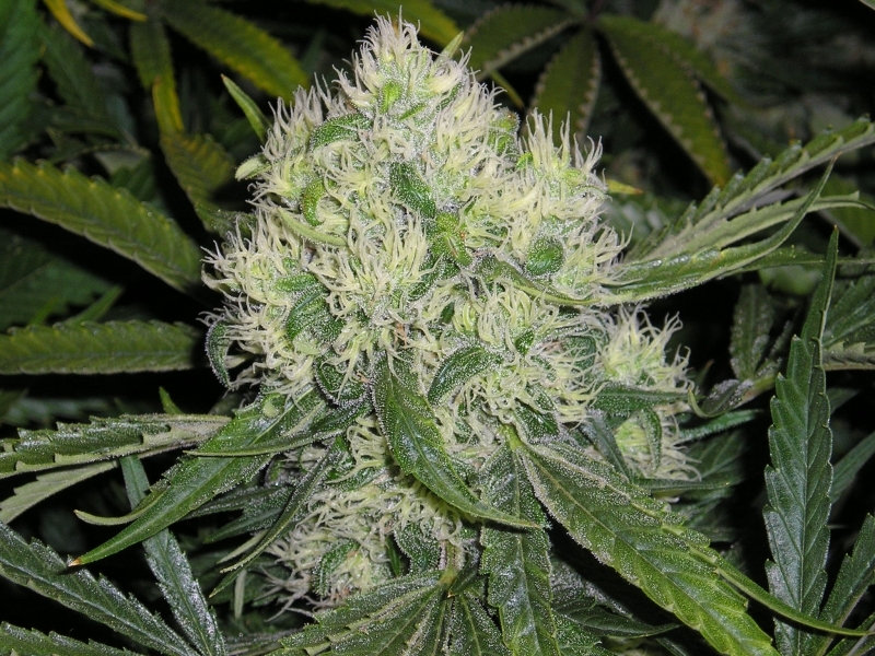 Mr. Nice Seeds - Nordle (reg.)