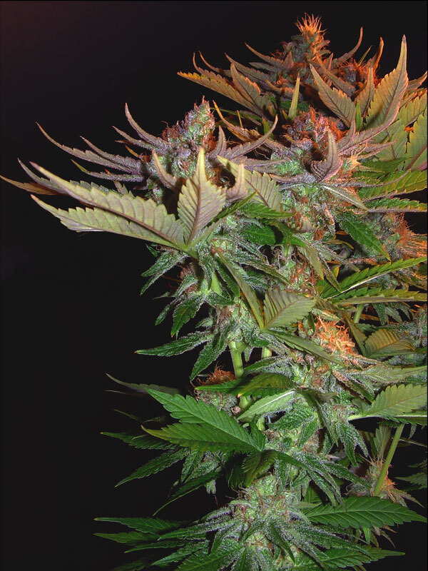 Mr. Nice Seeds - Nordle (reg.)