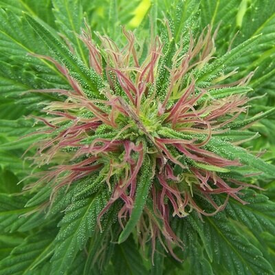Mr. Nice Seeds - Nordle (reg.) 08790