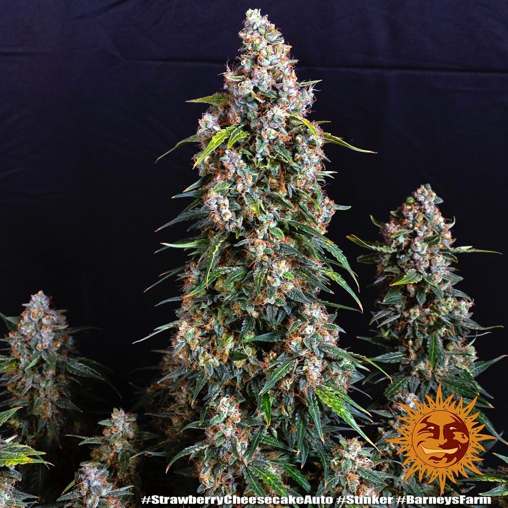 Barney's Farm - Strawberry Cheesecake Auto (auto/fem.)