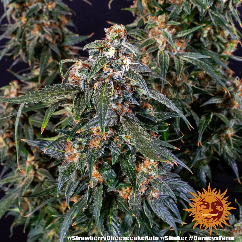 Barney's Farm - Strawberry Cheesecake Auto (auto/fem.)
