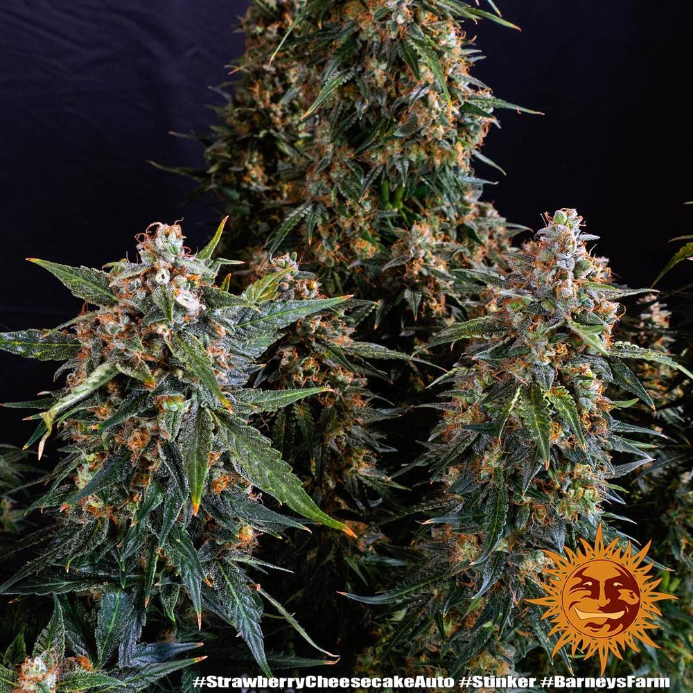 Barney's Farm - Strawberry Cheesecake Auto (auto/fem.)
