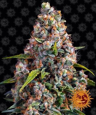 Barney's Farm - Strawberry Cheesecake Auto (auto/fem.) 08792