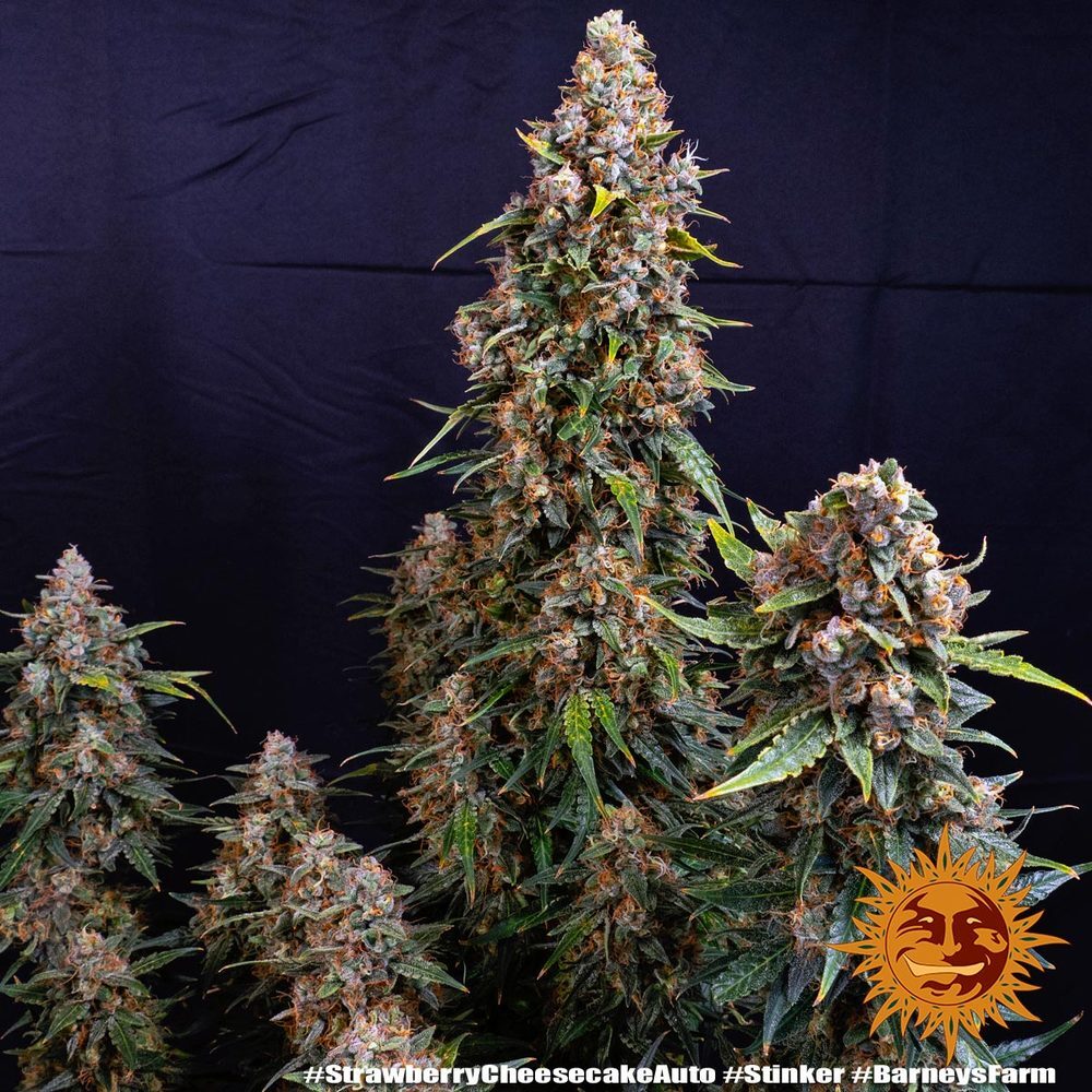 Barney's Farm - Strawberry Cheesecake Auto (auto/fem.)