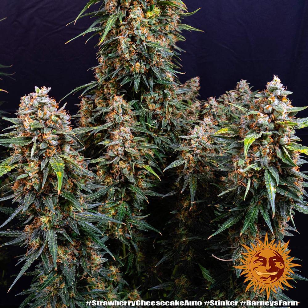 Barney's Farm - Strawberry Cheesecake Auto (auto/fem.)
