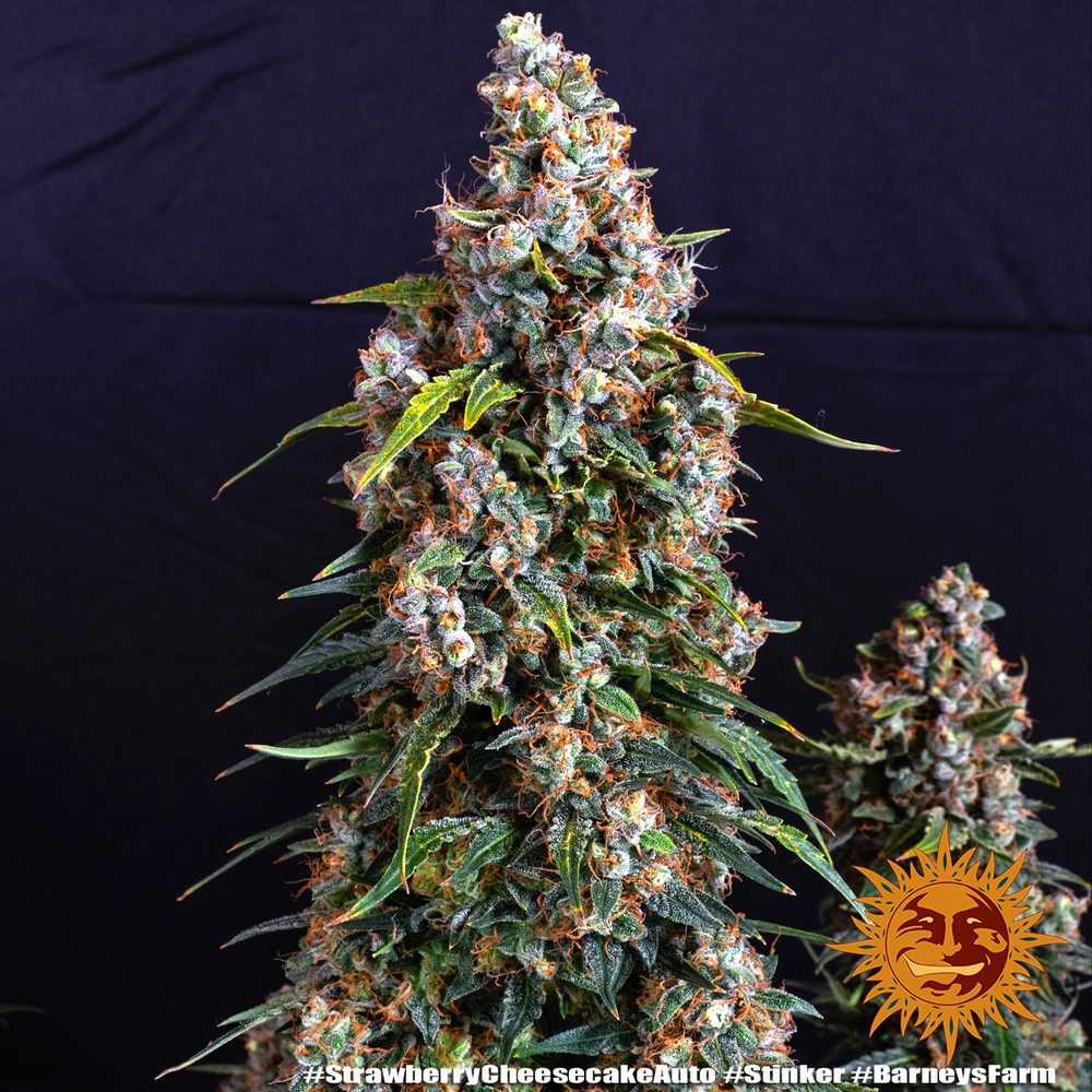 Barney's Farm - Strawberry Cheesecake Auto (auto/fem.)