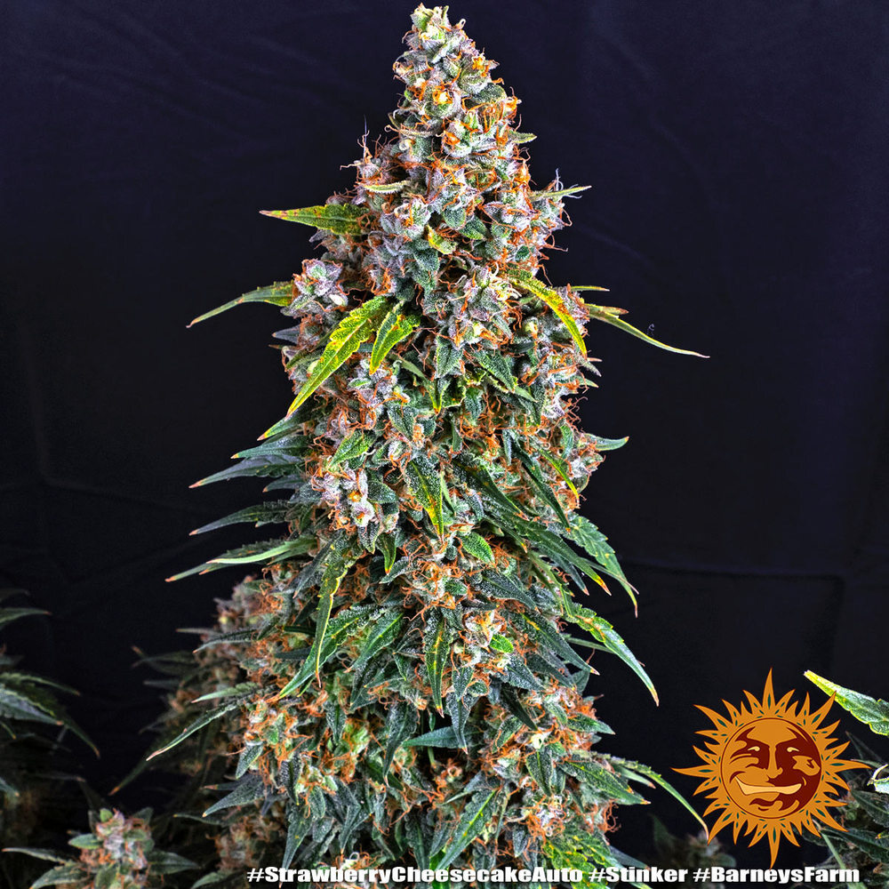 Barney's Farm - Strawberry Cheesecake Auto (auto/fem.)