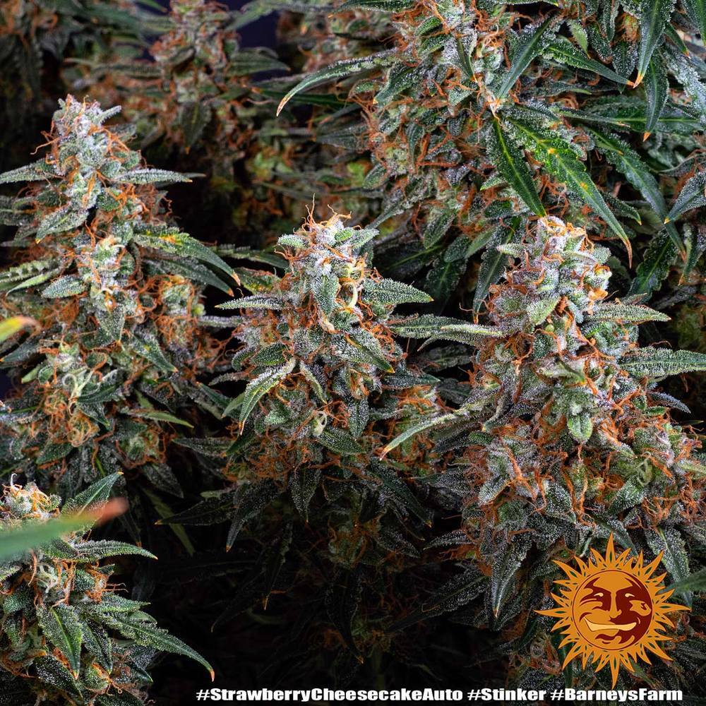 Barney's Farm - Strawberry Cheesecake Auto (auto/fem.)