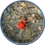 Growth Technology - Spidermite Control (средство от паутинного клеща)