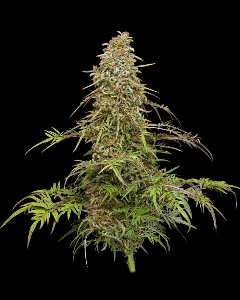 Humboldt Seed Company - Supafreak (fem.) 🇺🇸
