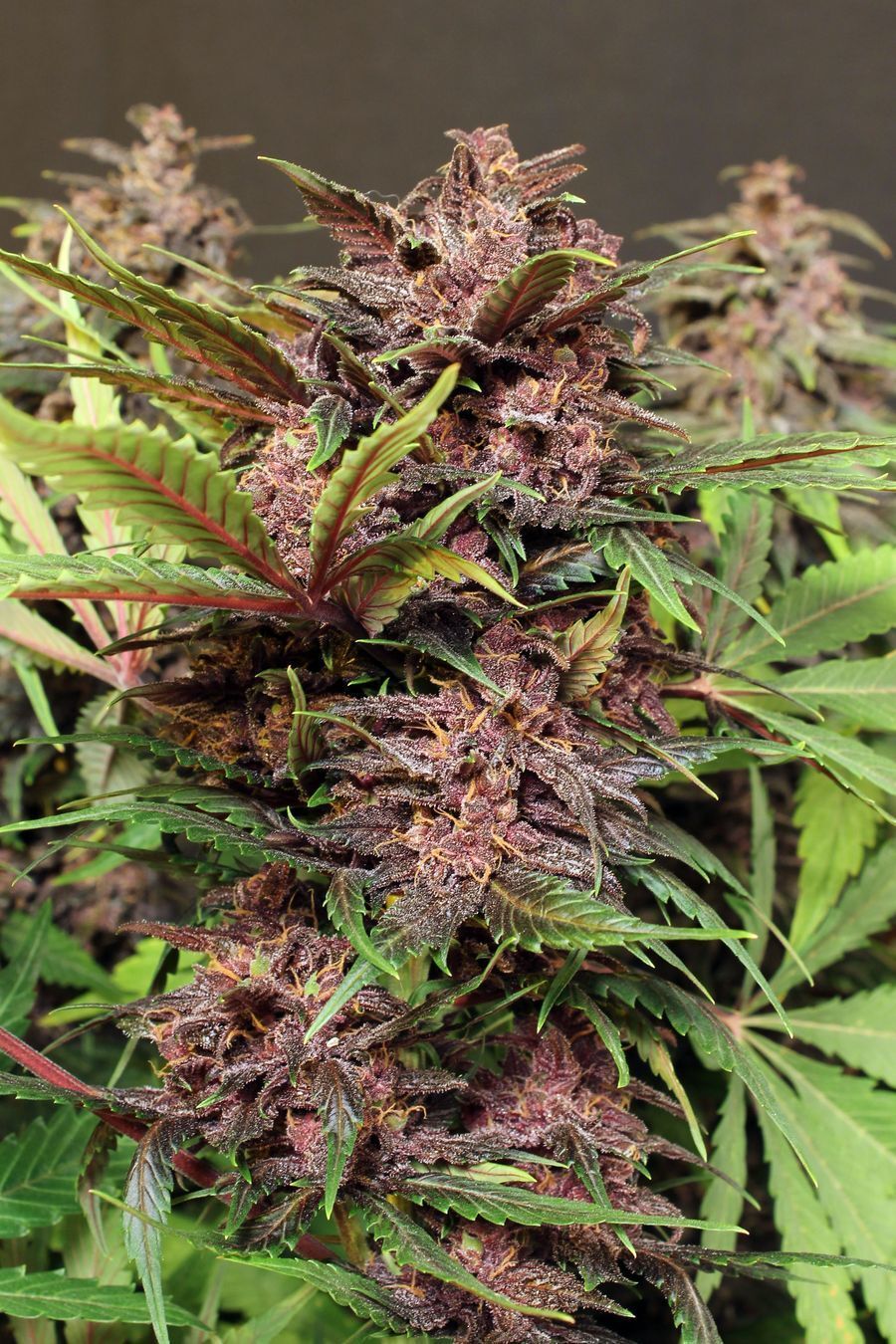 Exotic Seed - Black Haze (auto/fem.)