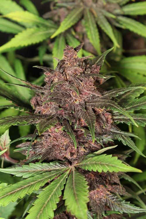 Exotic Seed - Black Haze (auto/fem.)
