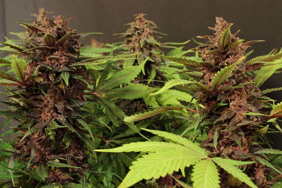Exotic Seed - Black Haze (auto/fem.)