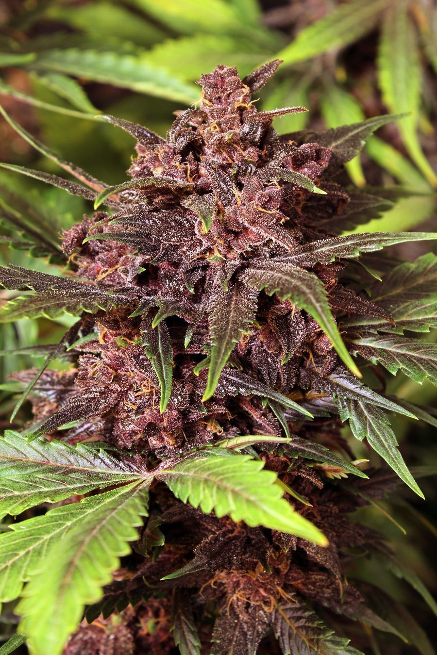 Exotic Seed - Black Haze (auto/fem.)