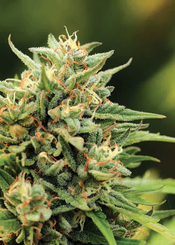 Humboldt Seed Company - California Sour Diesel (fem.) 🇺🇸