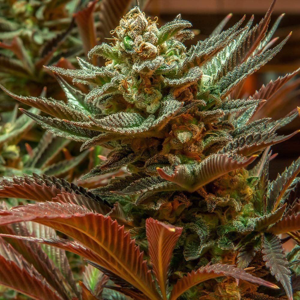 Brothers Grimm Seeds - Cinderella 99 (fem.) 🇺🇸