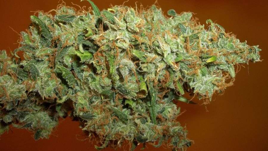 Nirvana Seeds - Blue Mystic (reg.)