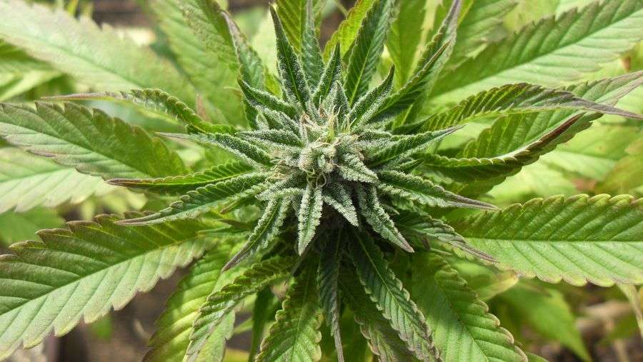 Nirvana Seeds - Blue Mystic (reg.)