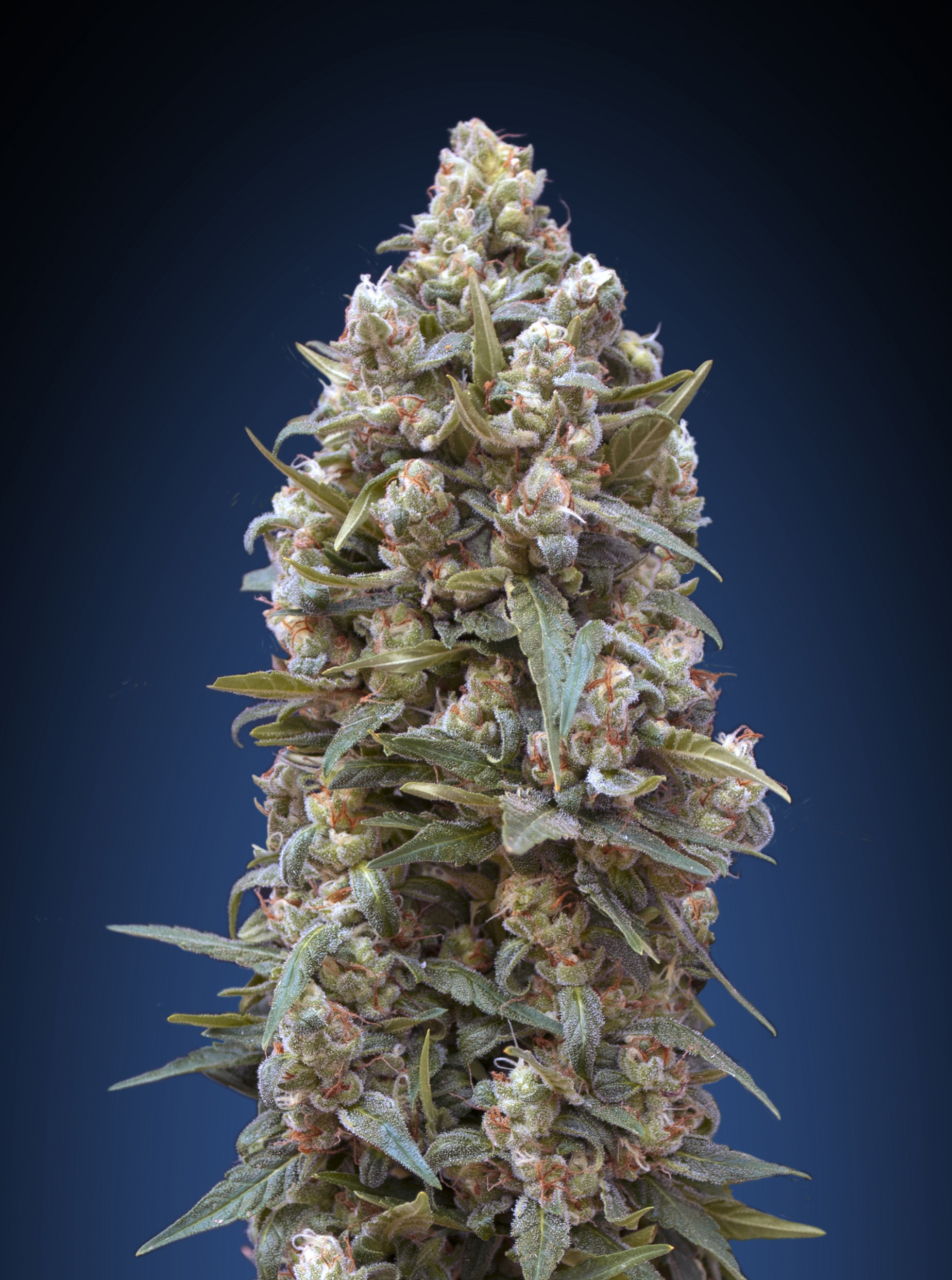00 Seeds - 00 Kush (fem.)