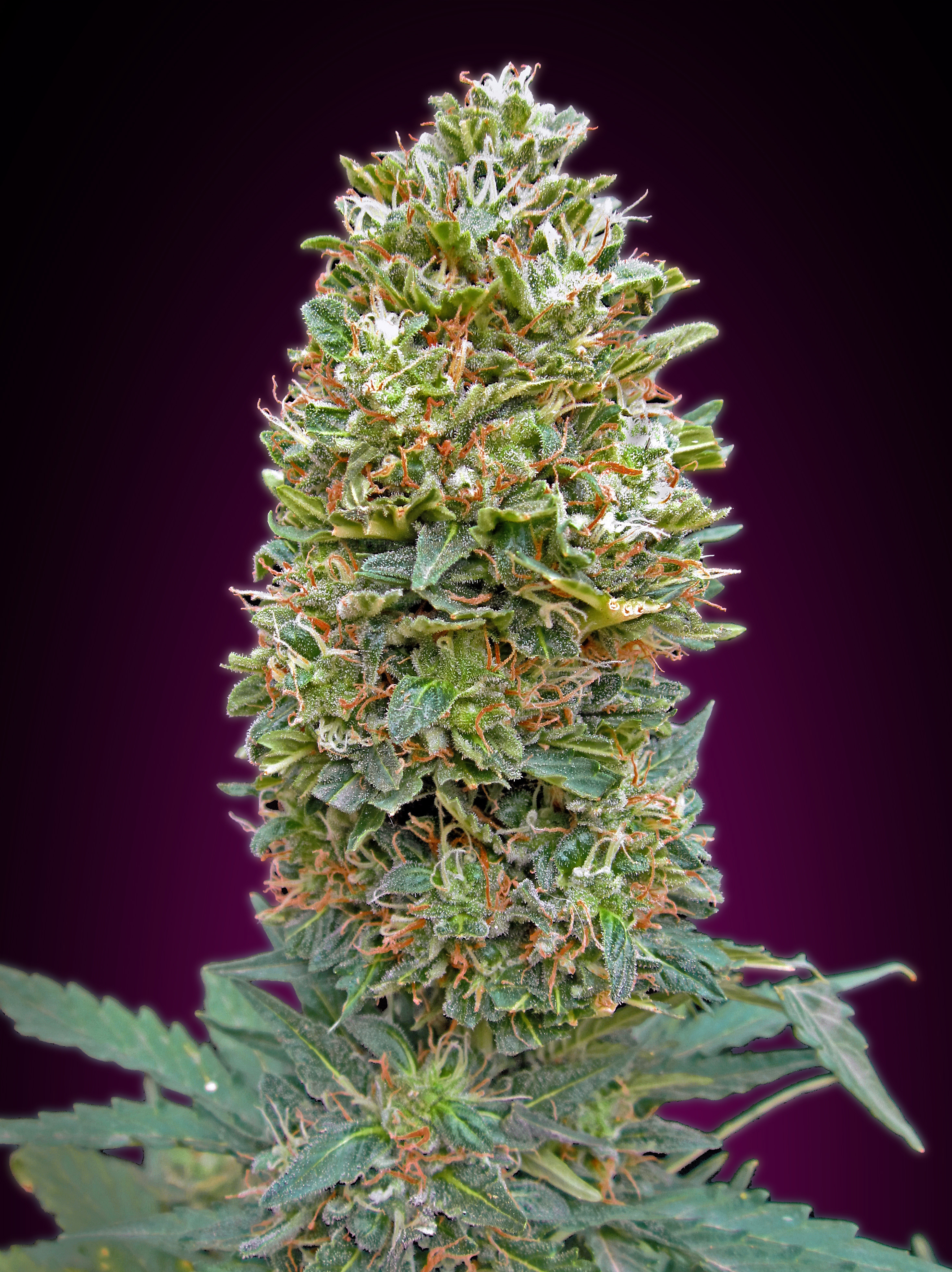 00 Seeds - Auto Bubble Gum (auto/fem.)