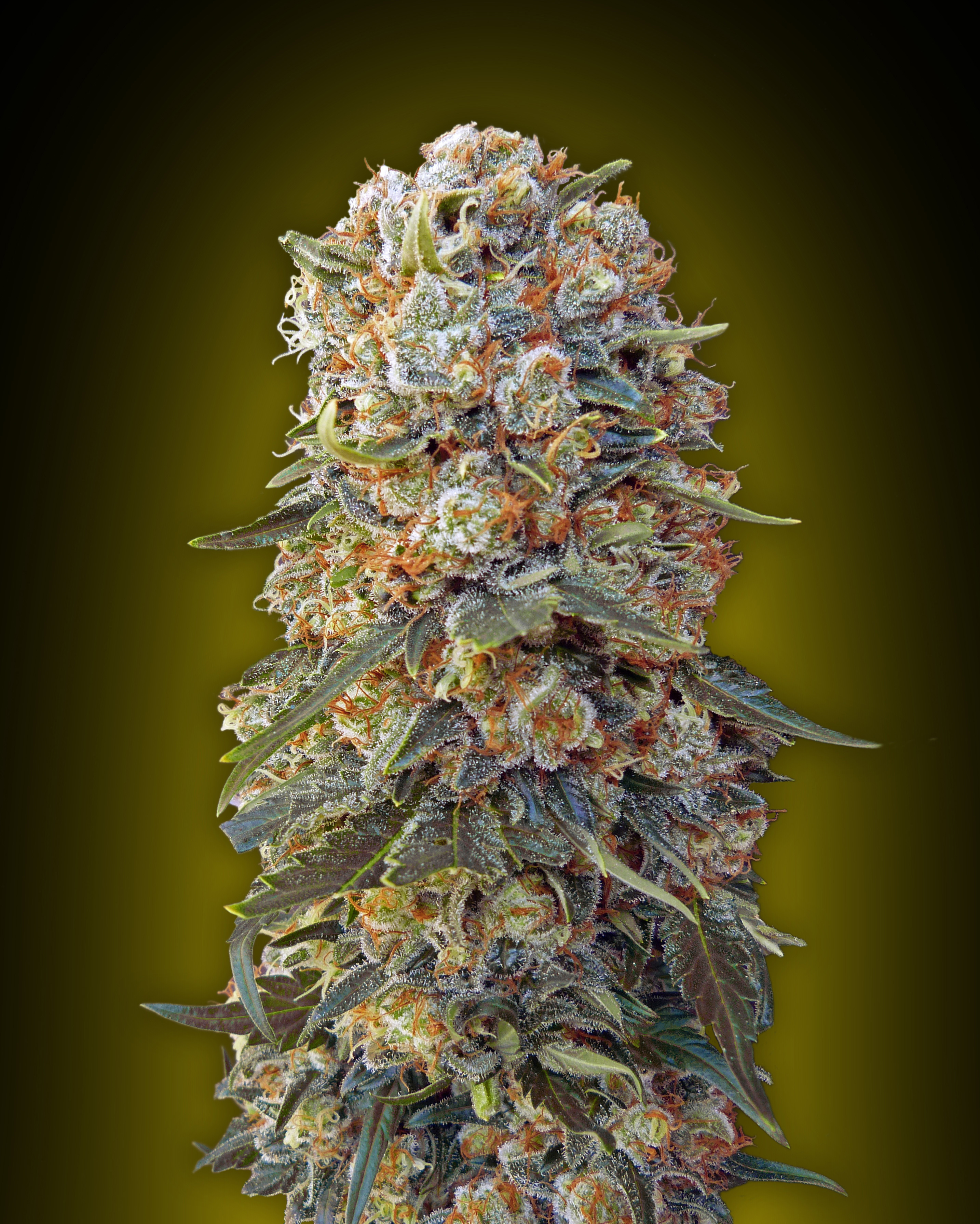 00 Seeds - Sweet Critical (fem.)