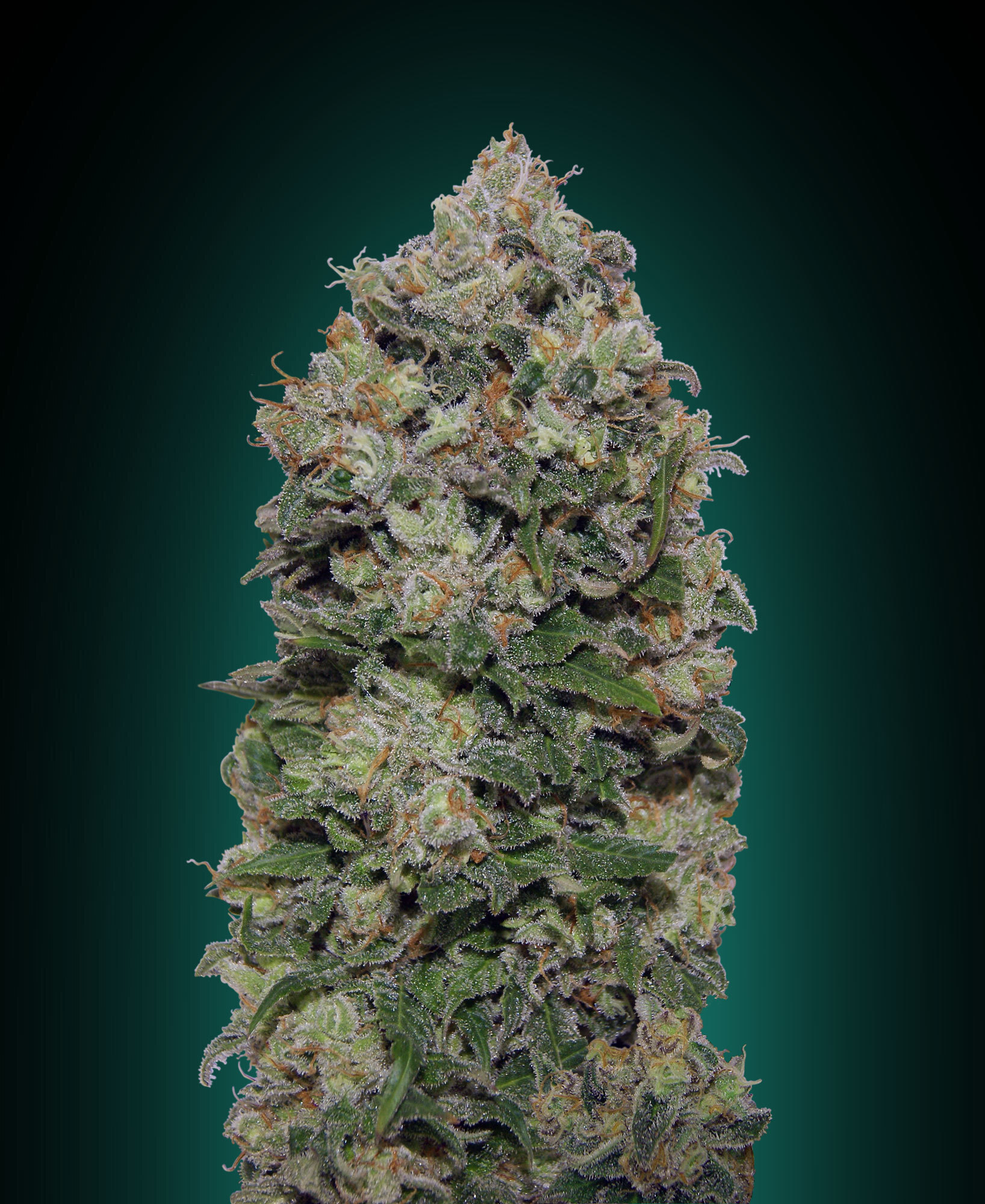 00 Seeds - Northern Lights (fem.)