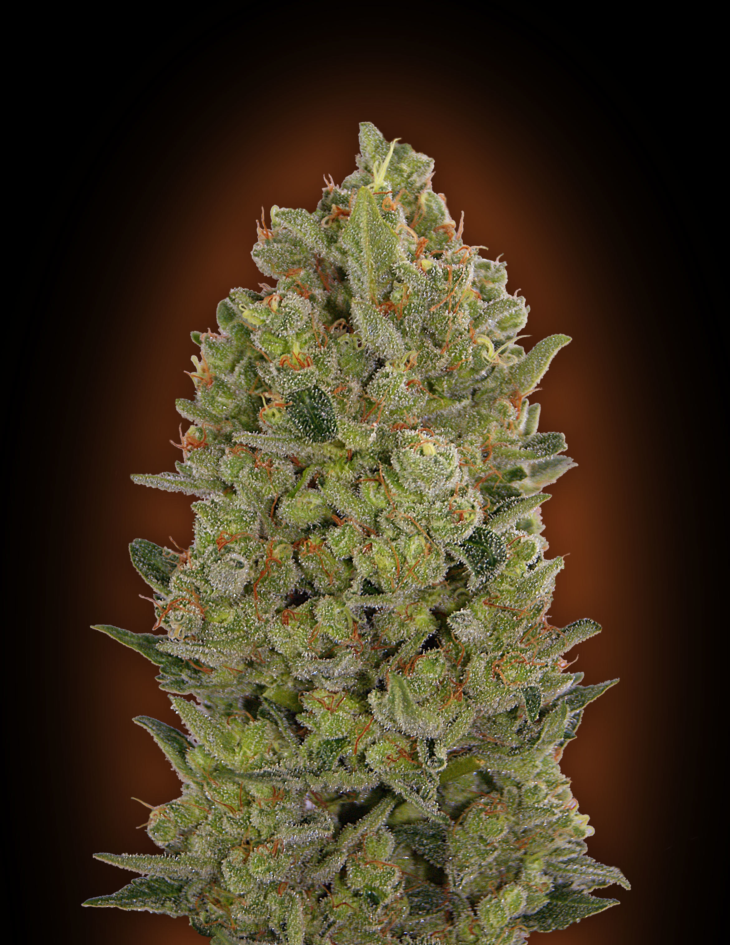 00 Seeds - 00 Cheese (fem.)