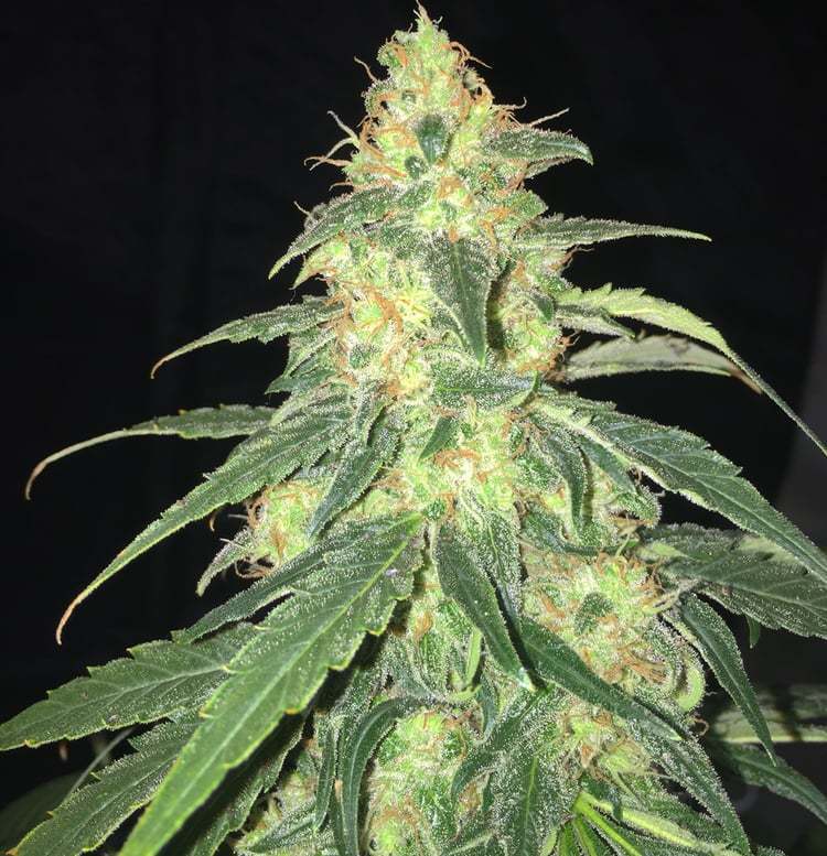 T.H. Seeds - S.A.G.E. CBD (fem.)