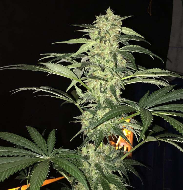 T.H. Seeds - S.A.G.E. CBD (fem.)