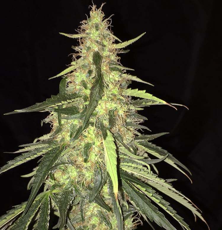 T.H. Seeds - S.A.G.E. CBD (fem.)