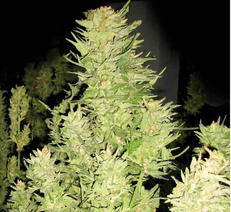 Positronics - Afghan Express (auto/fem.)