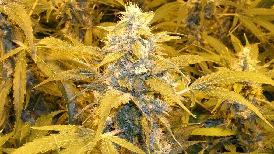 Nirvana Seeds - Bubblelicious (reg.)