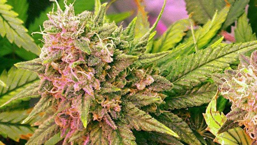 Nirvana Seeds - Bubblelicious (reg.)