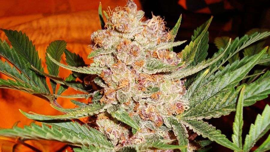 Nirvana Seeds - Bubblelicious (reg.)