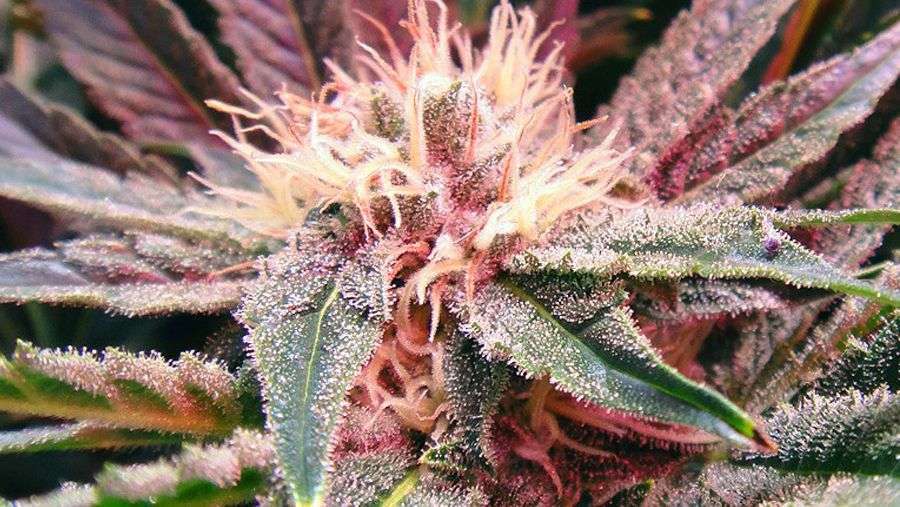 Nirvana Seeds - Bubblelicious (reg.)
