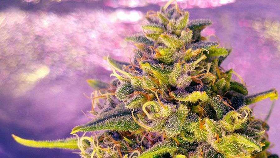 Nirvana Seeds - Bubblelicious (reg.)