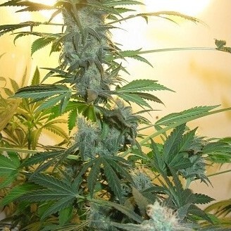 Nirvana Seeds - Ak-48 (reg.)