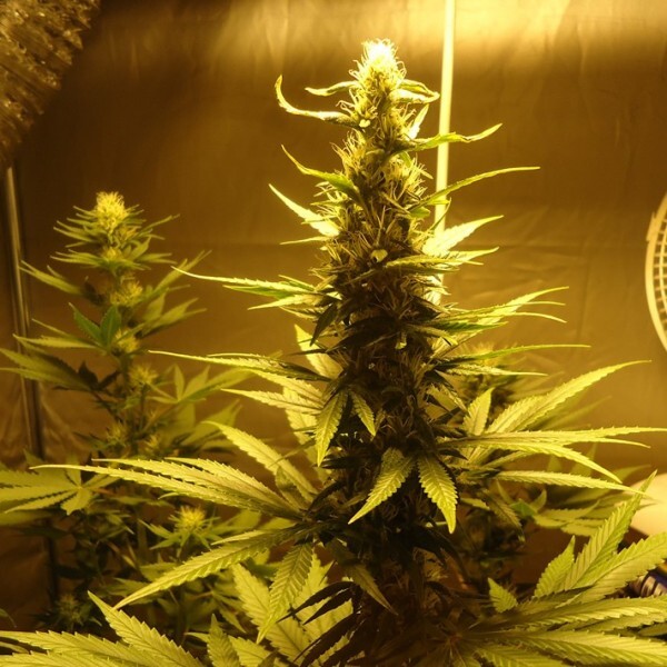 Nirvana Seeds - Ak-48 (reg.)