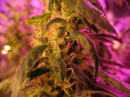 Nirvana Seeds - Ak-48 (reg.)