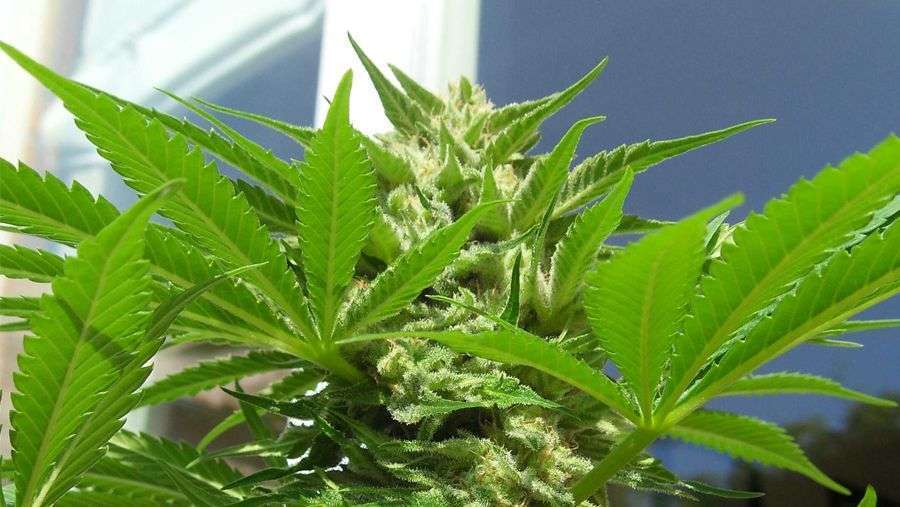 Nirvana Seeds - Ak-48 (reg.)