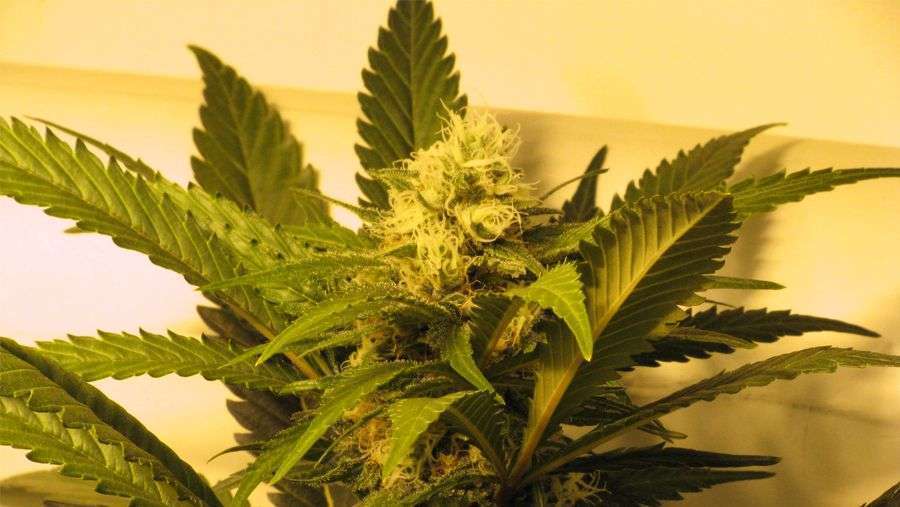 Nirvana Seeds - Ak-48 (reg.)